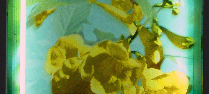 Hortus Conclusus #2